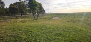 Camino de tierra entre cercos y pastura en finca rural en Buenos Aires.